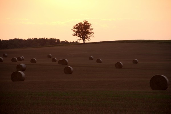 Sentinel On The Hill I by Deb Oppermann
